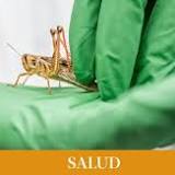 Michigan State research shows insects can differentiate between cancer cells and healthy cells, which could help ...